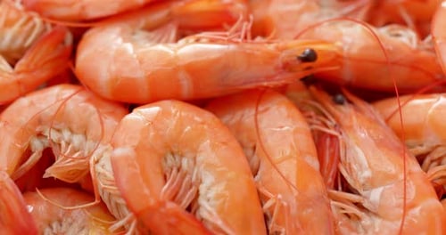 Cooked Fresh shrimp