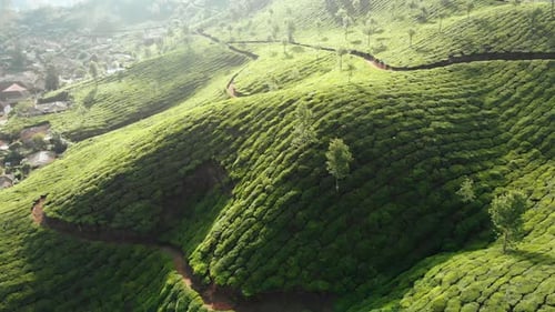 Vue aérienne des plantations de thé par Drone à proximité de la ville de Munnar