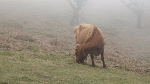 Stable shot of a brown highland cow eating grass on Laurissilva forest during mist