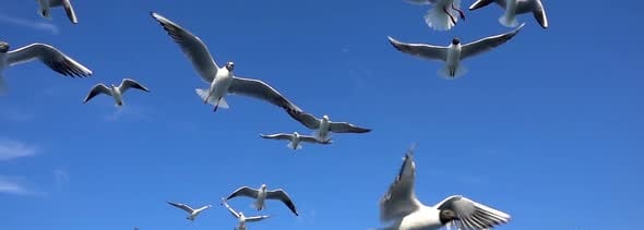 Bird Animal Seagulls Flying on Clear Blue Sky