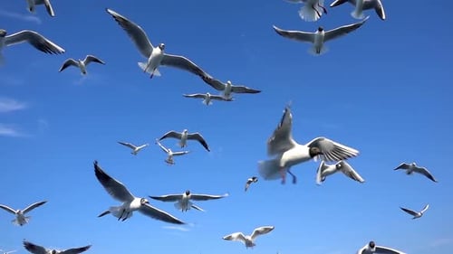 Vogeltiermöwen fliegen am klaren blauen Himmel