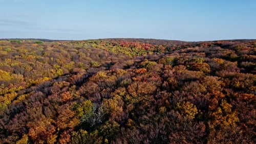 Luftaufnahme von oben nach unten auf den Wald im Herbst