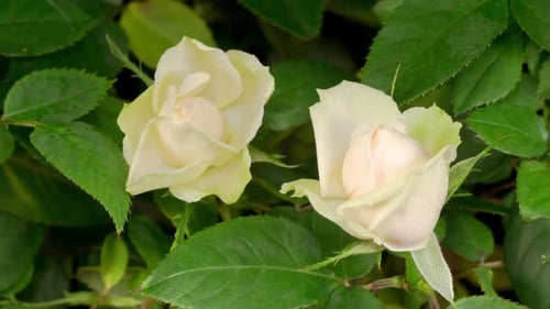 Zeitraffer des Wachstums Weiße Rosenblüte