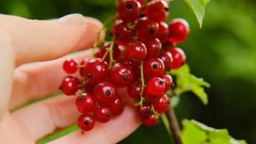 currant harvest.Red currant in a hand in the rays of the sun in a summer garden