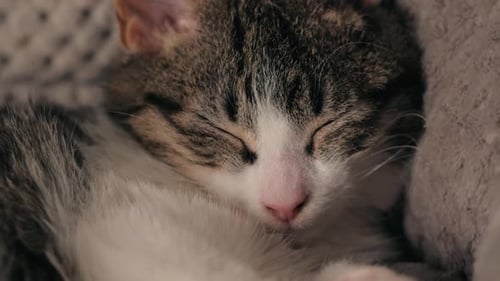 Sweet Tabby Kitten Sleeping Peacefully Indoors