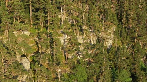 Pinienwald auf Klippe