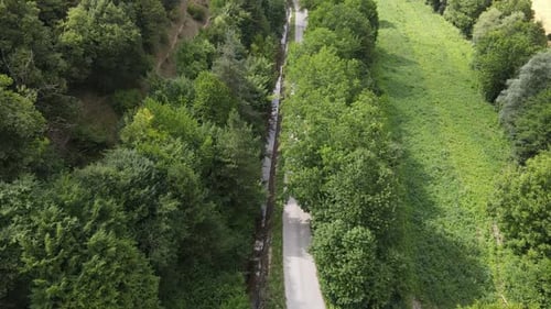 Asphalt Road Forest