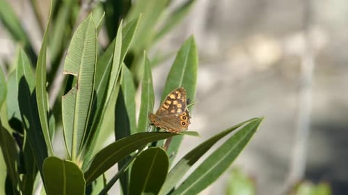 Gefleckter Holzschmetterling auf einem