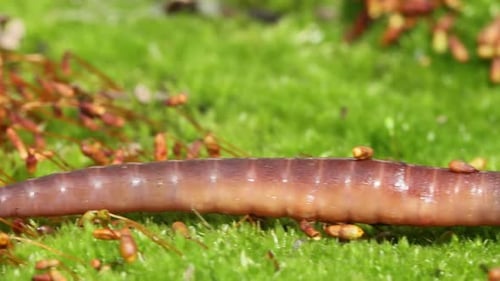 Un ver de terre est un invertébré terrestre qui appartient à la classe des Clitellata (ordre des oligochètes)