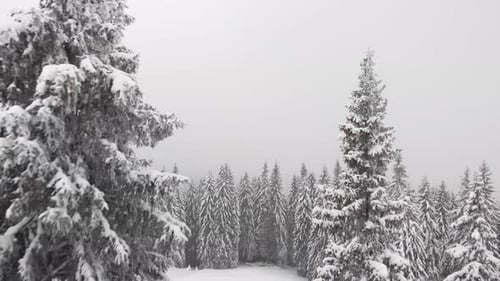 Aerial Winter Pine Forest and Cabin Hut