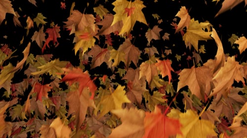 Animated Falling Leaves Overlay Pack with Seasonal Colors