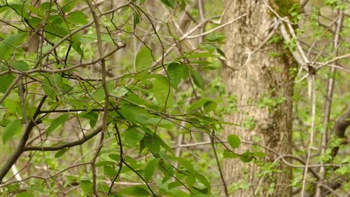Tree Branch Of Green Leaves Blowing In The Wind With Small Bird Perched Then Flew Away - medium shot