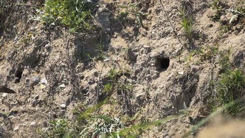 Sand Martins Flying Around Nesting Holes in Hillside
