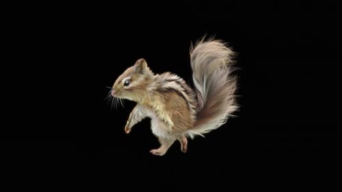 66 Chipmunk: Tanzen HD