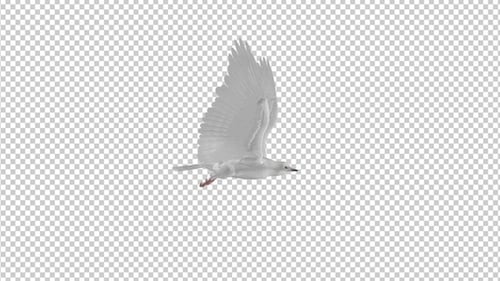 White Dove - 4K Flying Loop - Side View