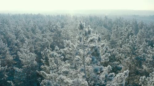 Beautiful Snowy White Forest In Winter Frosty Day