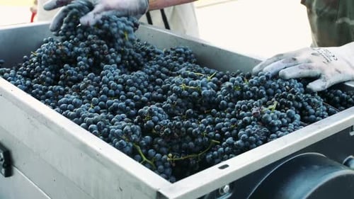 Pouring Ripe Grapes Into Grinder