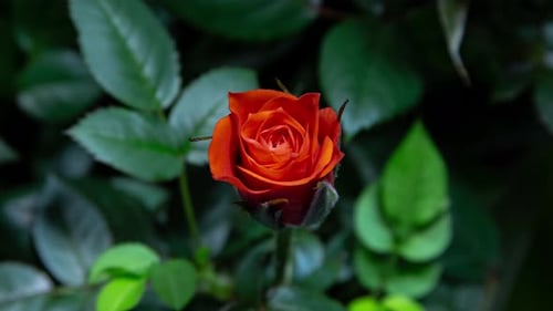 Timelapse da flor de rosa coral crescendo de botão a flor em fundo de folhas verdes.
