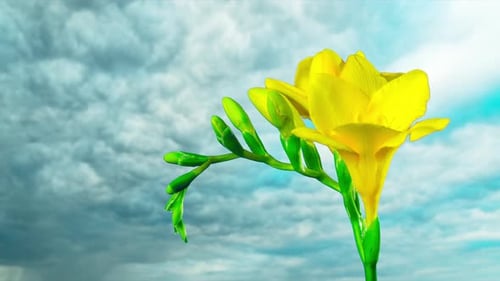 Yellow Freesia Blossom Opening in Time Lapse