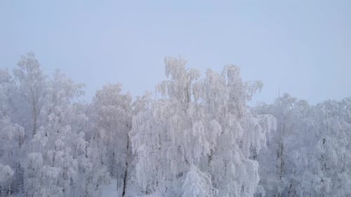 Frozen White Trees in the Forest