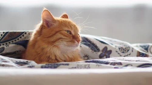 Ginger Cat Resting Comfortably on Bed Indoors