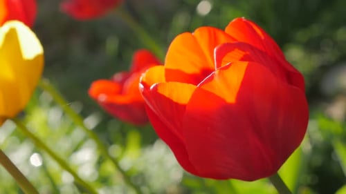 Beautiful red tulipa flowers in the garden 4K 2160p 30fps UHD footage - Tulip plant slow moving on t