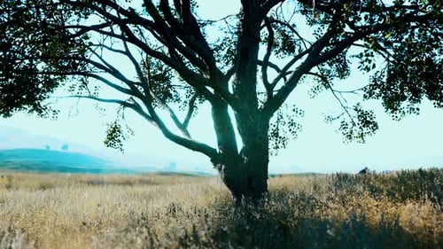 Landscape with a Hill and a Single Tree at Sunrise with Warm Light