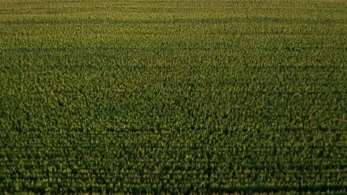 Fly Over a Green Field with Good Harvest of Corn Maize