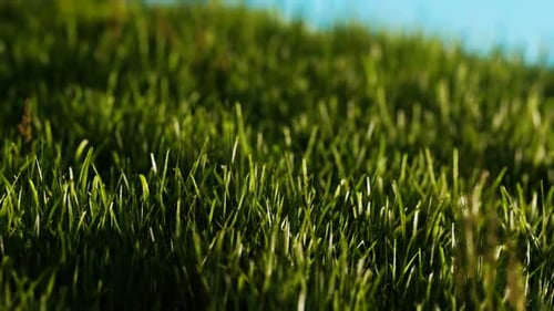 Grünes frisches Gras als schöner Hintergrund