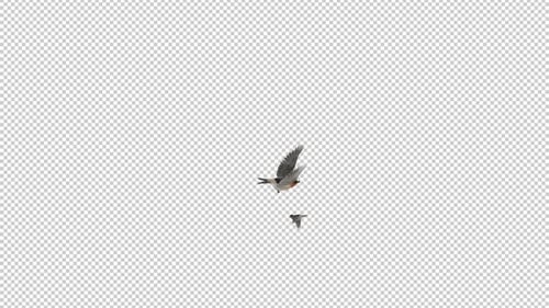 Cliff Swallows - Pair Flying Around Screen - Transparent Loop