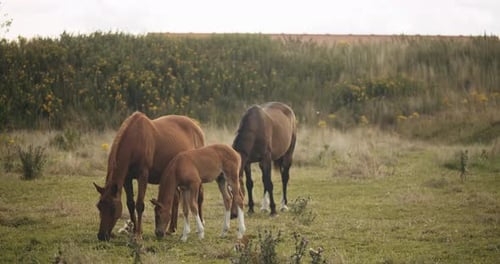 Foal And Wildhorses Grazing In Meadow