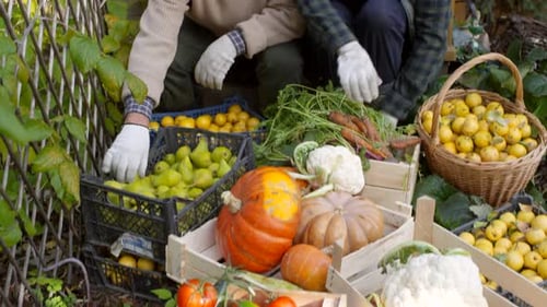 Elderly Couple Sorting through Crates of Fresh Garden Produce