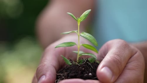 Holding Green Plant in Hands 67