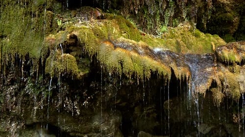 Moss And The Water Drops 1