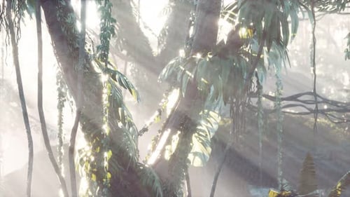 Deep Tropical Jungle Rainforest in Fog