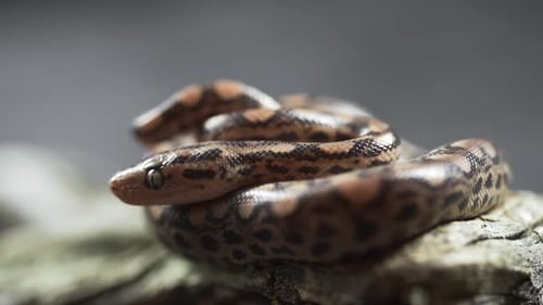 Detailed Snake Coiled on a Log