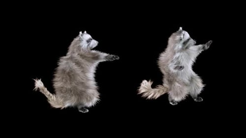 Cute Raccoons Dancing Animation on Transparent Background