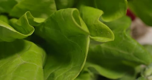 Close Up Of Green Lettuce Leaves