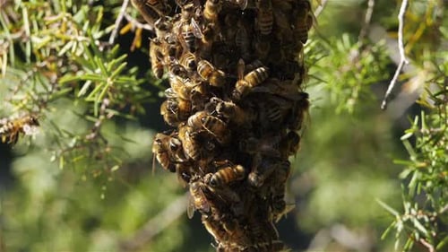 Bienenschwarm, Okzitanien, Frankreich