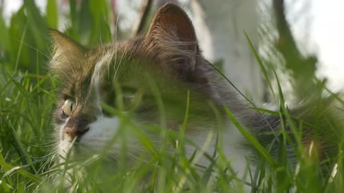 Cat Hiding in Grass Looking at Camera