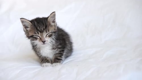 Sleepy Striped Kitten Resting on White Blanket