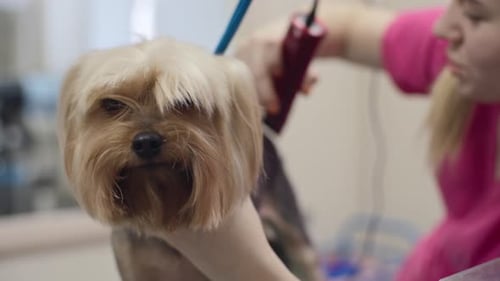 Schönheitssalon für Hunde