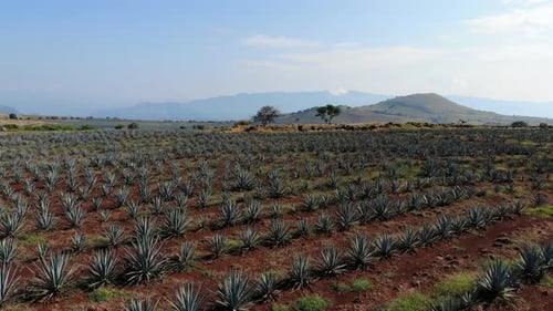 Aerial View of Agave Fields in Rural Landscape