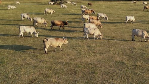 Cattle Grazing Peacefully in Rural Grassy Field