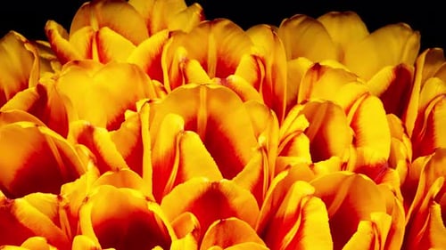 Close-Up of Brightly Lit Yellow and Red Tulips