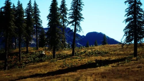 Trees on Meadow Between Hillsides with Conifer Forest