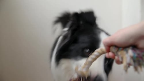 Pet Activity