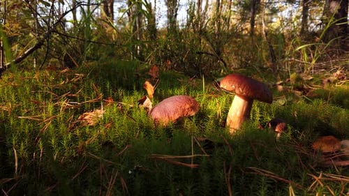 Boletus Edulis Pilz beim Sammeln von Pilzen gepflückt