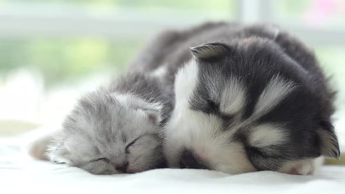Adorable Kitten and Puppy Sleeping Together Cuddled Close