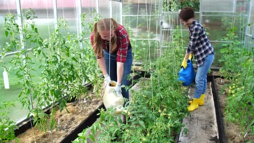 Women Watering Tomato Plants in a Greenhouse